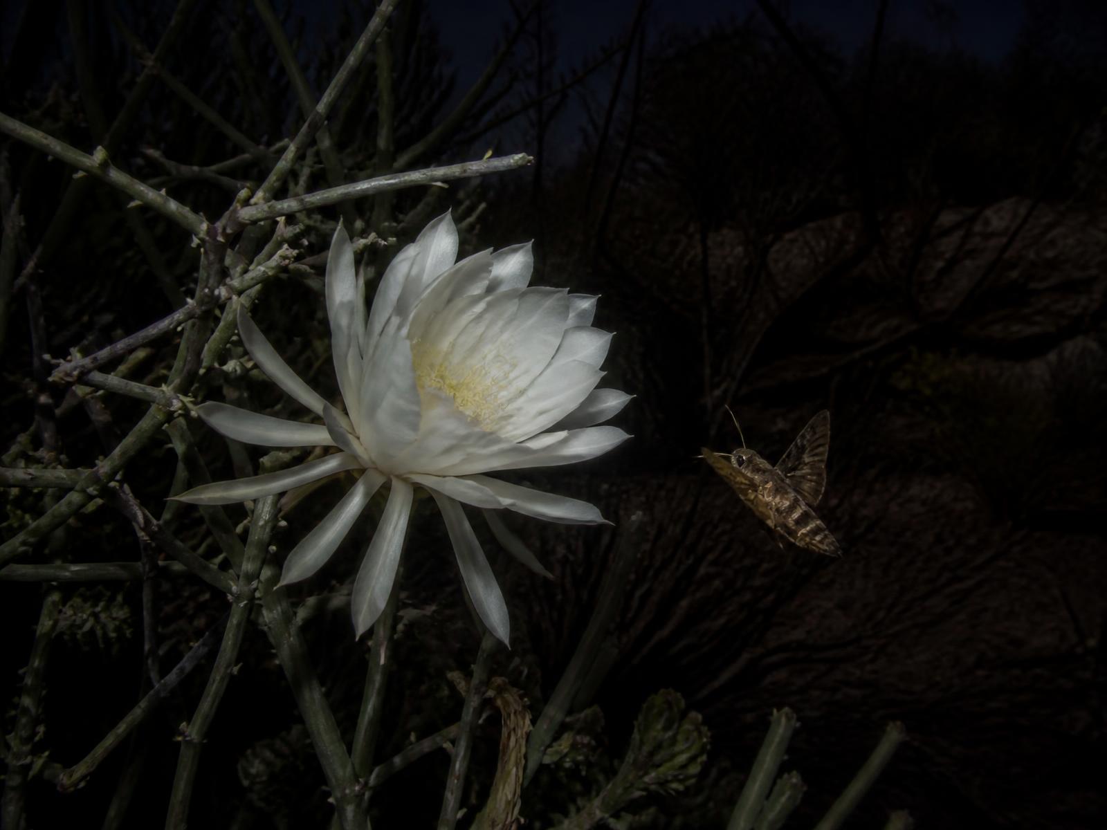 A single white night-blooming cereus flower open at midnight in desert scrub